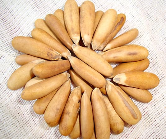 Pinenuts In Shell – Classic