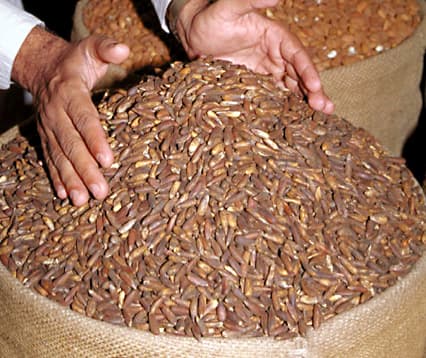 Pinenuts In Shell – Premium Jumbo